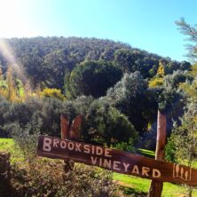 Brookside Vineyard