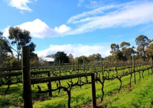 Lion Mill Vineyards