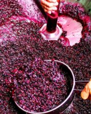 It’s Vintage time for the Perth Hills Wine Region
