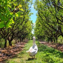 Kenbrook Shiraz