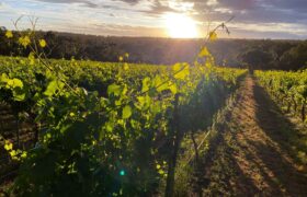 Bungarra Wines